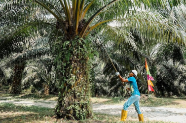 PTPN IV PalmCo Akselerasi Peremajaan Sawit Petani di Riau Perkuat Implementasi Program B50