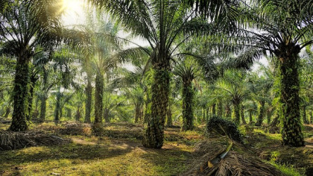 PTPN IV Regional III Pastikan Realisasi Kemitraan di Kampar Capai 58 Persen