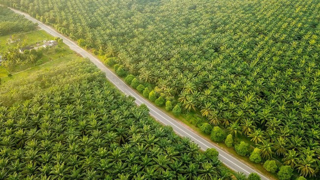 Perkuat Tata Kelola Standar Global, PTPN IV PalmCo Akselerasi Sertifikasi Ratusan Kebun dan PKS