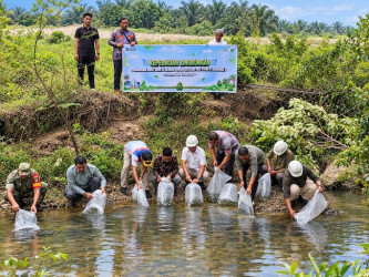 PTPN IV Regional III Tebar 60.000 Bibit Baung dan Nila di 12 Sungai Riau